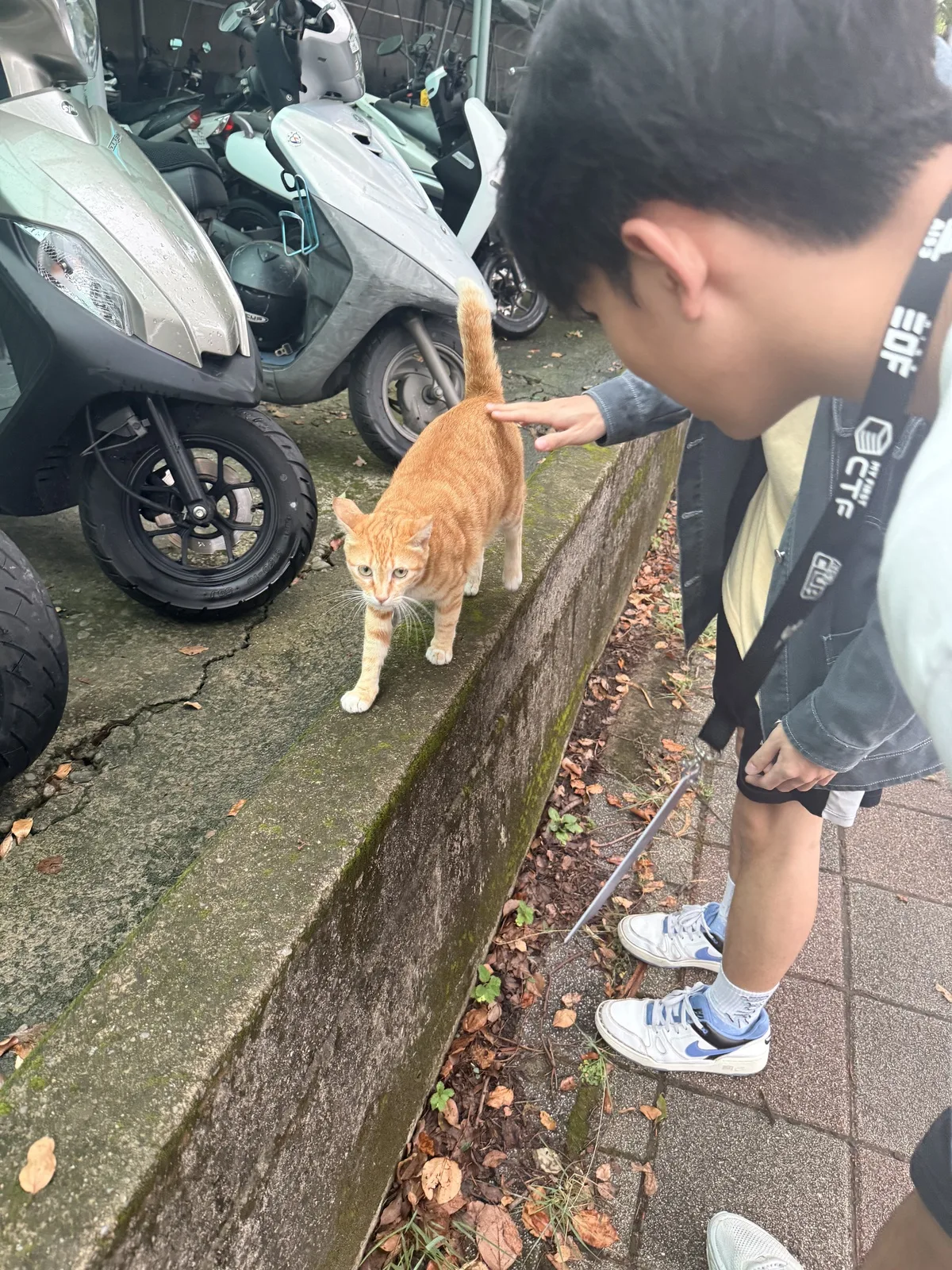 7 月 25 日前往用餐途中遇見的貓