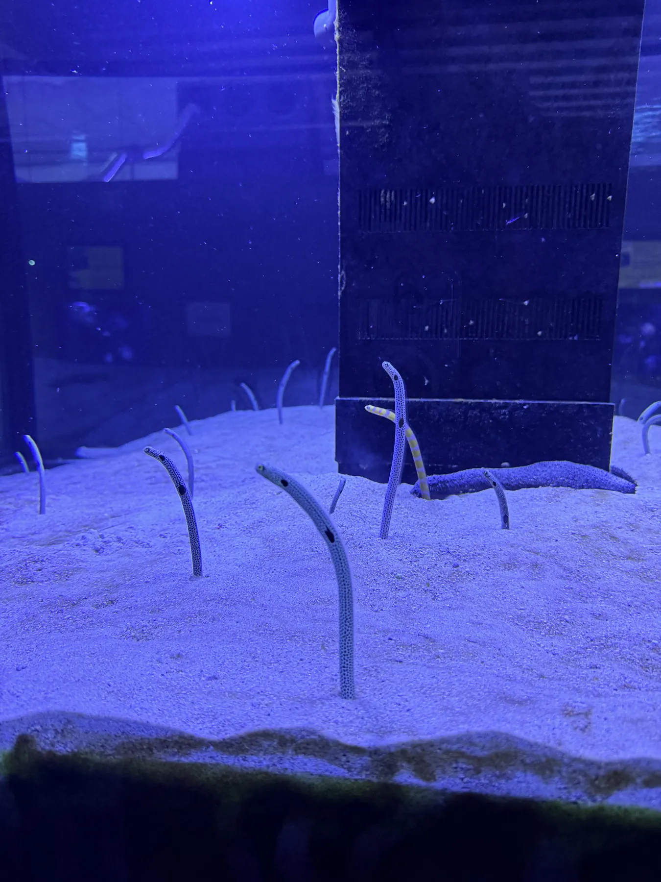 金車水族館中的花園鰻從沙中探出身體，隨水流擺動